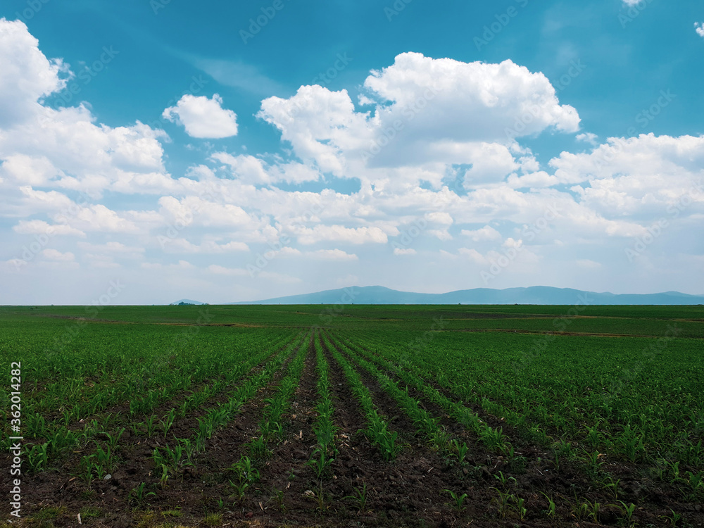 morning with a sky with clouds in the corn fields morning with a sky with clouds in the corn fields