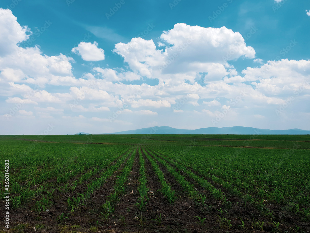 morning with a sky with clouds in the corn fields