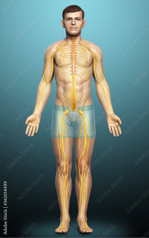 3d rendered medically accurate illustration of a male nervous system 3d rendered medically accurate illustration of a male nervous system