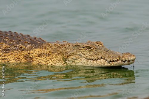 Crocodile du Nil   Crocodylus niloticus  Afrique du Sud