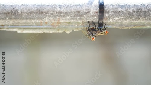 fly making love, breeding on steel bar