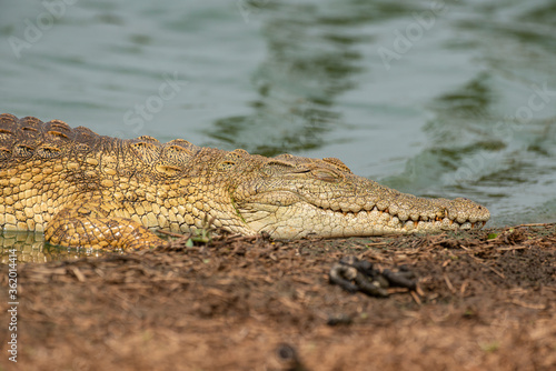 Crocodile du Nil   Crocodylus niloticus  Afrique du Sud