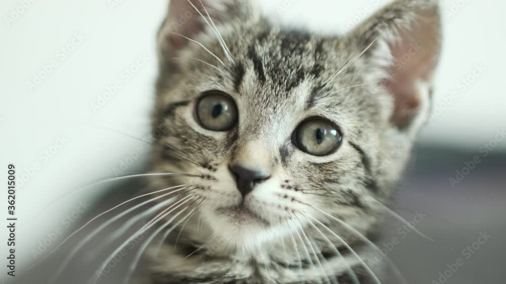 Little cute kitty, three to four weeks old. She looks towards the camera, floating focus, low depth of field, had held shot. Little cute kitty, three to four weeks old. She looks towards the camera, floating focus, low depth of field, had held shot.