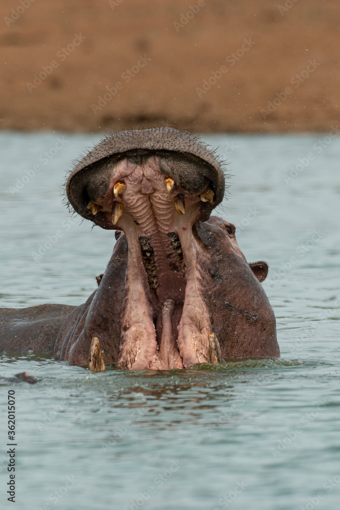 Fototapeta premium Hippopotame, Hippopotamus amphibius, Afrique du Sud