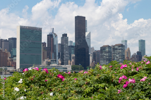 Bush with Pink Flowers at Hunters Point South Park in Long Island City Queens with a view of the Manhattan Skyline along the East River in New York City © James