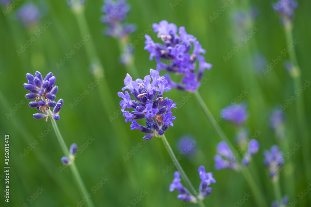 Obraz premium Close-up of purple blooming lavender