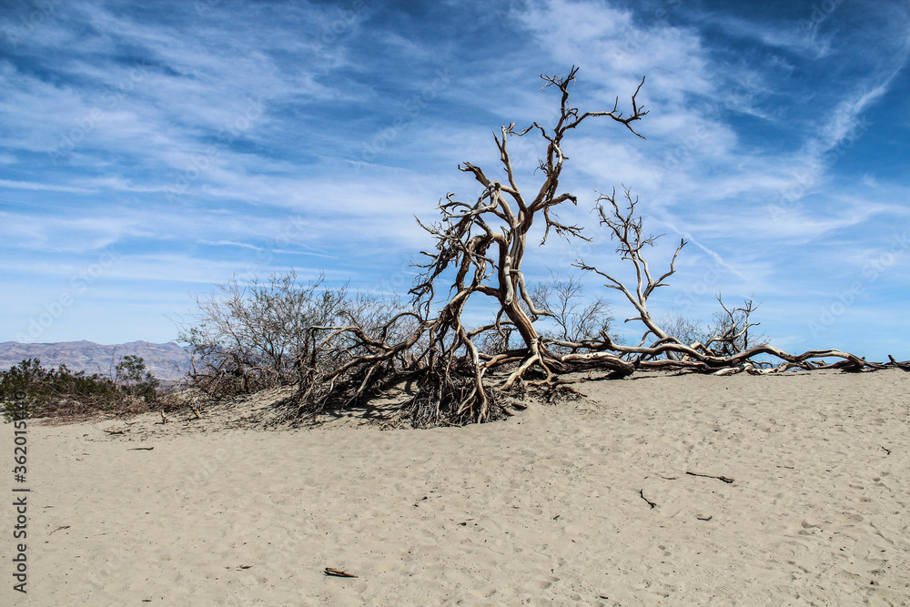 Dead trees laying on sand dunes Dead trees laying on sand dunes