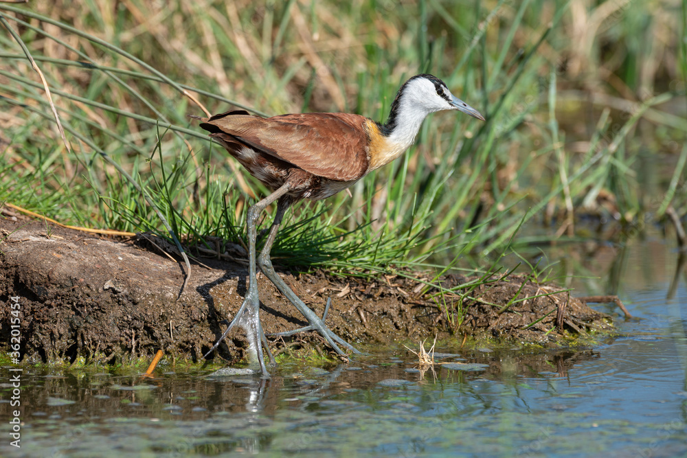 Jacana à poitrine dorée,.Actophilornis africanus, African Jacana, Parc national Kruger, Afrique du Sud Jacana à poitrine dorée,.Actophilornis africanus, African Jacana, Parc national Kruger, Afrique du Sud