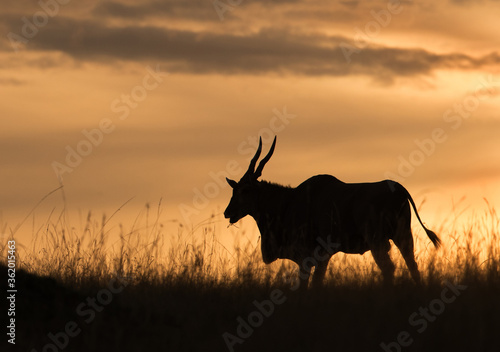 Eland antelope in the golden hours of evening  Masai Mara