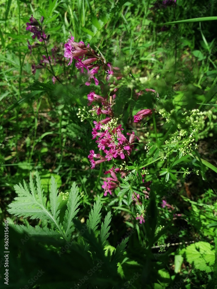 Beautiful landscape. Blooming heather in the forest. Beautiful landscape. Blooming heather in the forest.