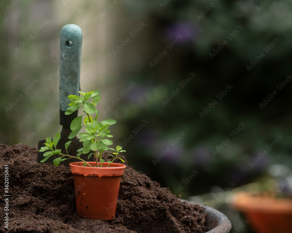 little plant ready for planting