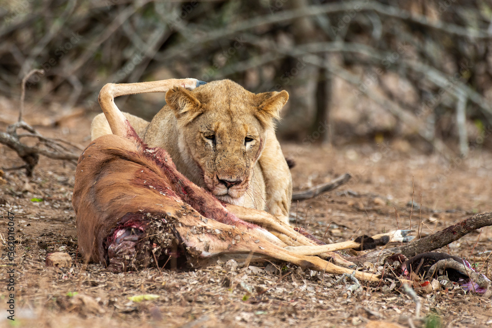 Fototapeta premium lion, femelle, lionne, Panthera leo, Afrique