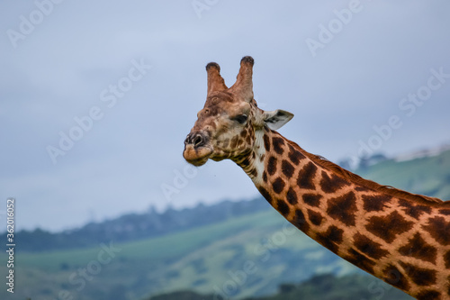 Photography giraffe head shot