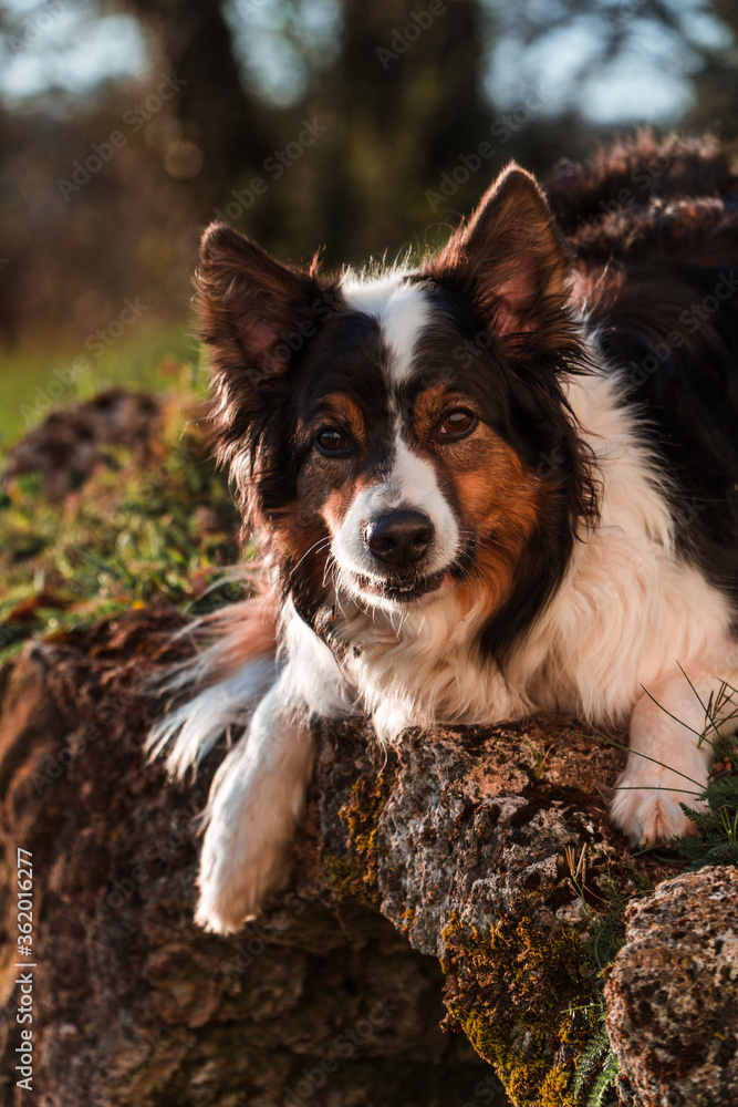 A cute australian shepherd laying on some stones in a green park with trees during sunset. A cute australian shepherd laying on some stones in a green park with trees during sunset.
