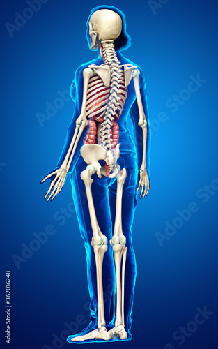 3d rendered medically accurate illustration of female  Internal organs and skeleton system © pixdesign123