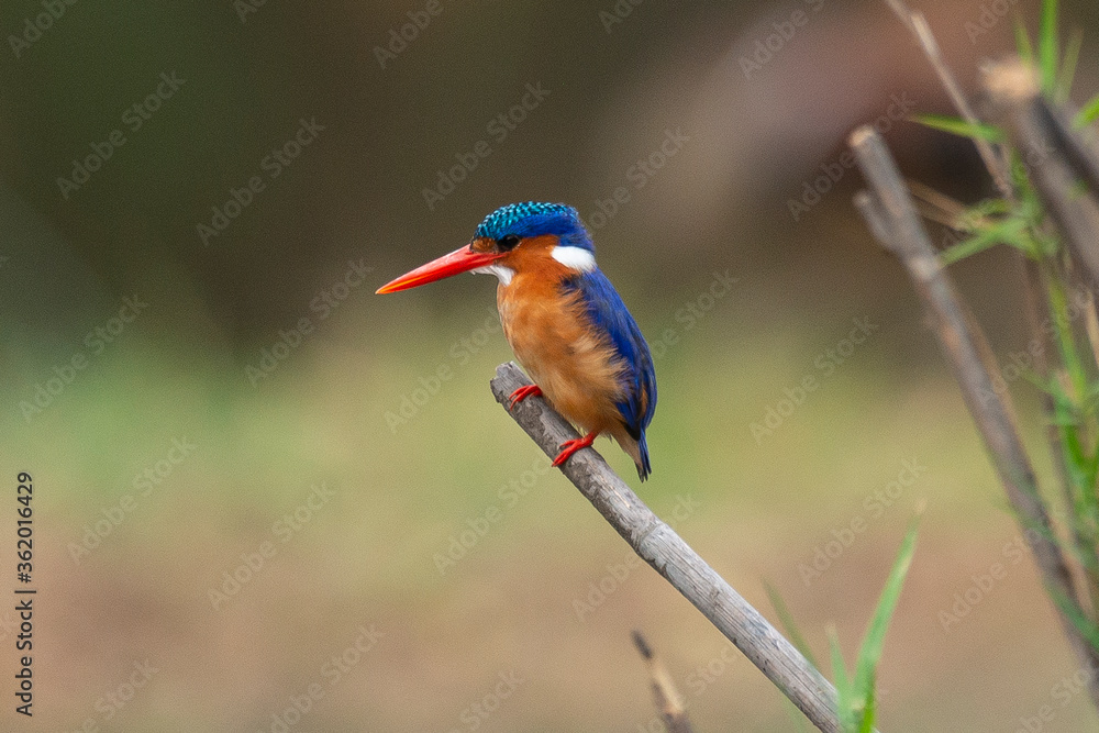 Fototapeta premium Martin pêcheur huppé,.Corythornis cristatus , Malachite Kingfisher