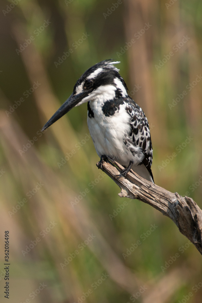 Obraz premium Martin pêcheur pie,.Ceryle rudis, Pied Kingfisher