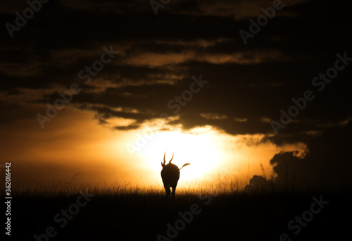 Eland antelope and the sun, Masai Mara