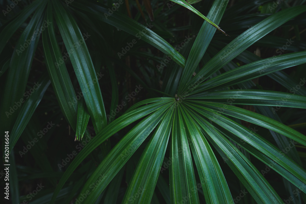 Fototapeta premium Beautiful lady palm green leaf background.