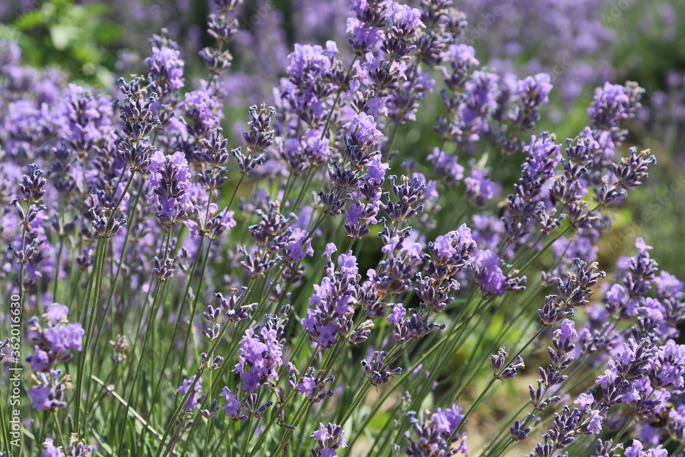 Obraz premium lavender near