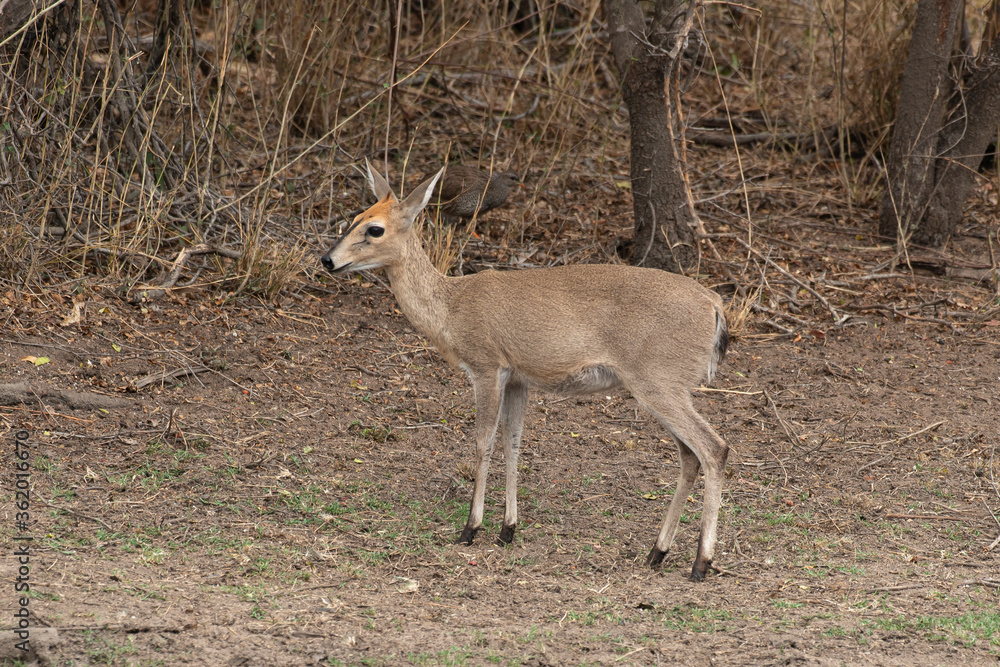 Steinbock, Raphicerus campestris, Parc national Kruger, Afrique du Sud Steinbock, Raphicerus campestris, Parc national Kruger, Afrique du Sud