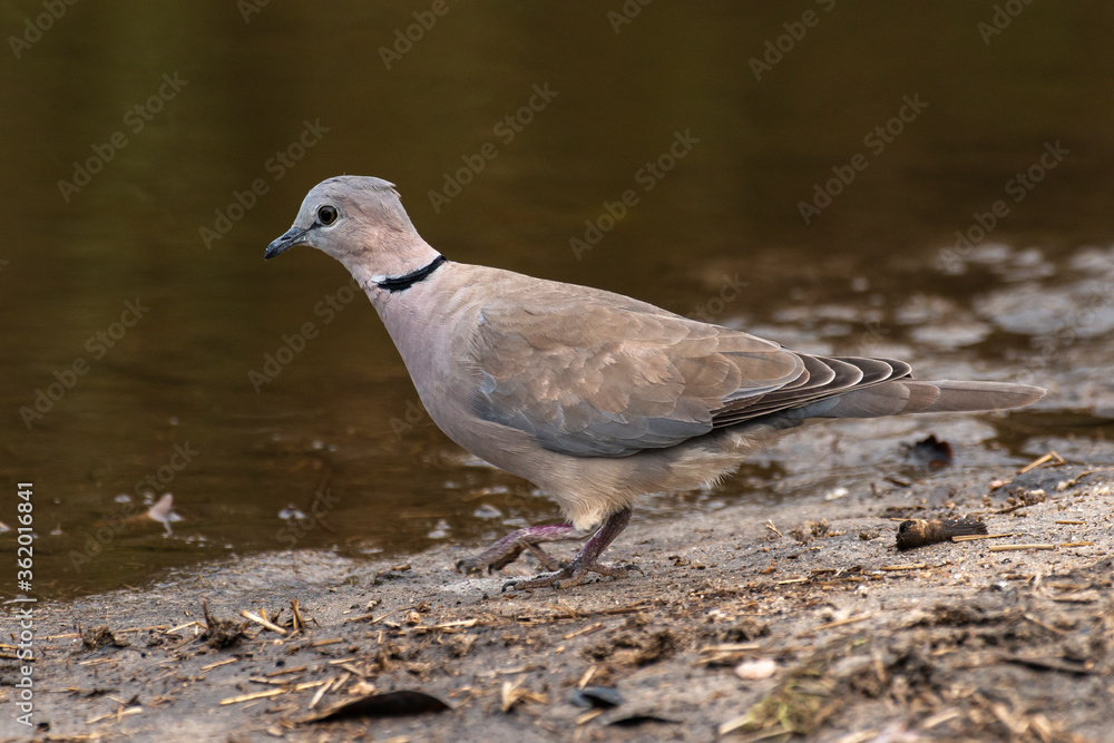 Tourterelle du Cap,
Streptopelia capicola, Ring necked Dove Tourterelle du Cap,
Streptopelia capicola, Ring necked Dove