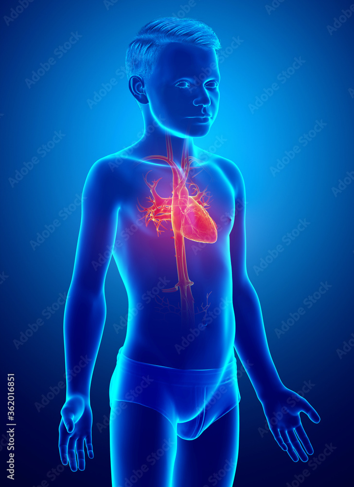 3d rendered medically accurate illustration of highlighted orange young boy heart anatomy 3d rendered medically accurate illustration of highlighted orange young boy heart anatomy