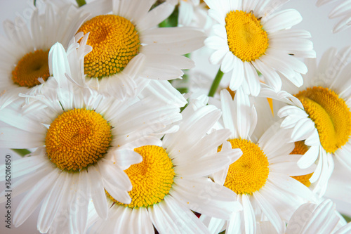 Wildflowers. Bouquet of daisies on a light background