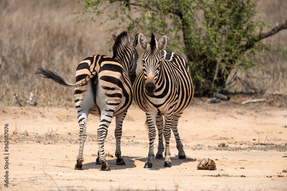 Obraz premium Zèbre de Burchell, Equus quagga burchelli, Parc national Kruger, Afrique du Sud