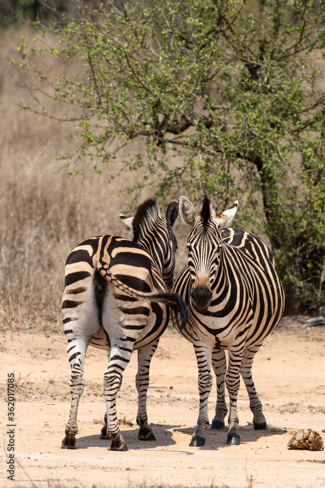 Obraz premium Zèbre de Burchell, Equus quagga burchelli, Parc national Kruger, Afrique du Sud