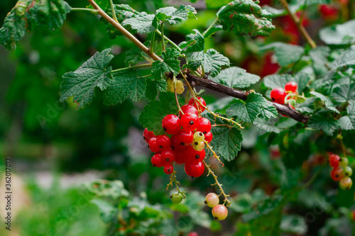 Large ripe branch of red currant on a bush