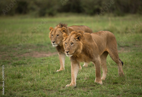 A pair of lions at Masai Mara, Kenya