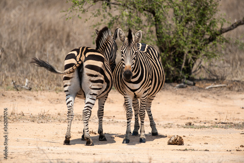 Z  bre de Burchell  Equus quagga burchelli  Parc national Kruger  Afrique du Sud