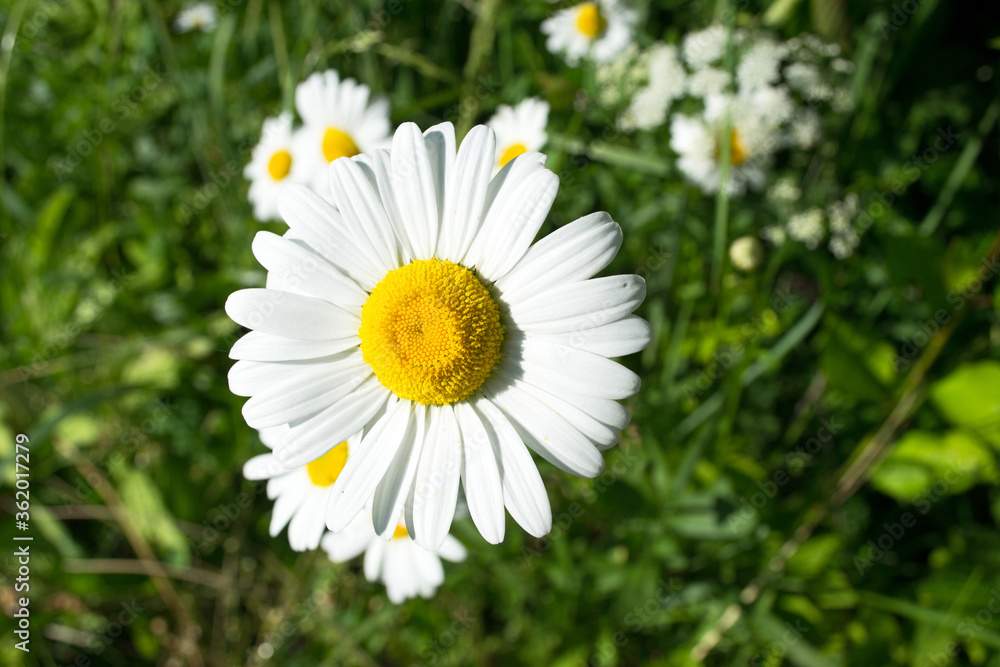 Garden chamomile close-up on a blurred background Garden chamomile close-up on a blurred background