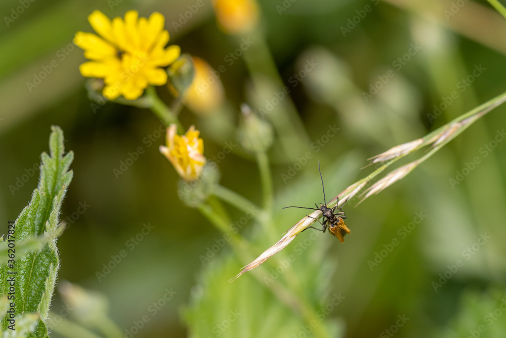 elongated black beetle sitting on a green leaf elongated black beetle sitting on a green leaf