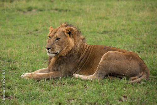 Lion resting on grasses, Masai Mara