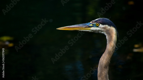 great blue heron