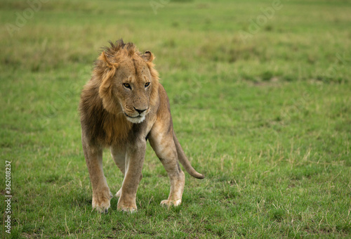 Lion at Savannah, Masai Mara, Kenya