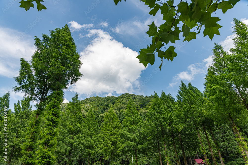 Fototapeta premium 山麓の公園