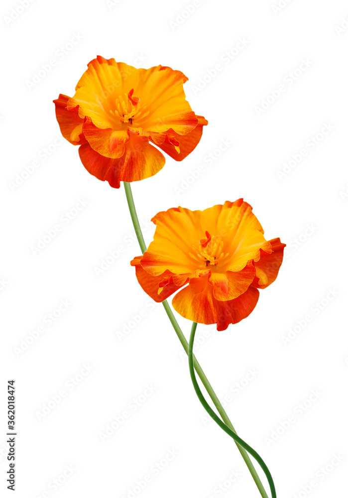 Poppy flowers isolated on white