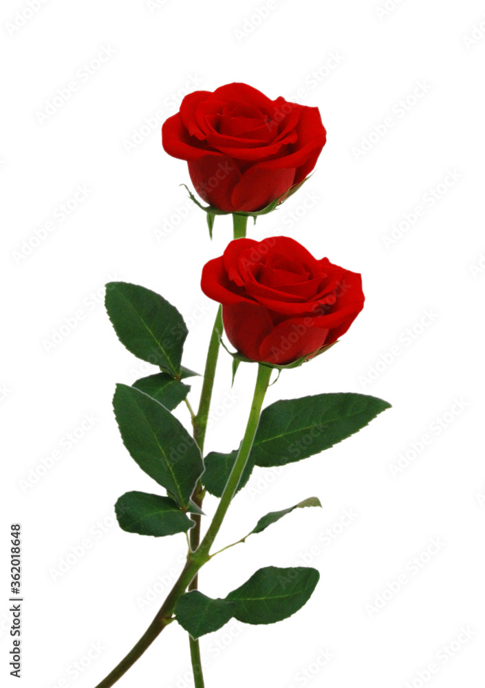 Stack red rose flowers isolated on white background