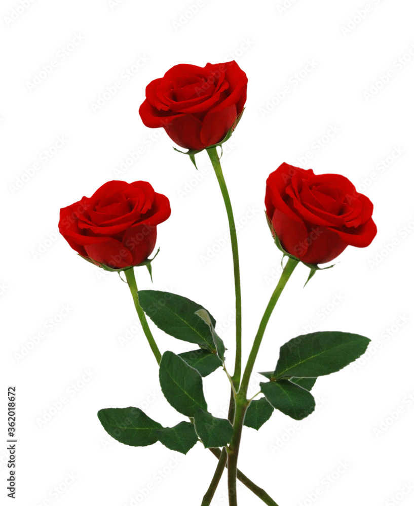 Stack red rose flowers isolated on white background Stack red rose flowers isolated on white background
