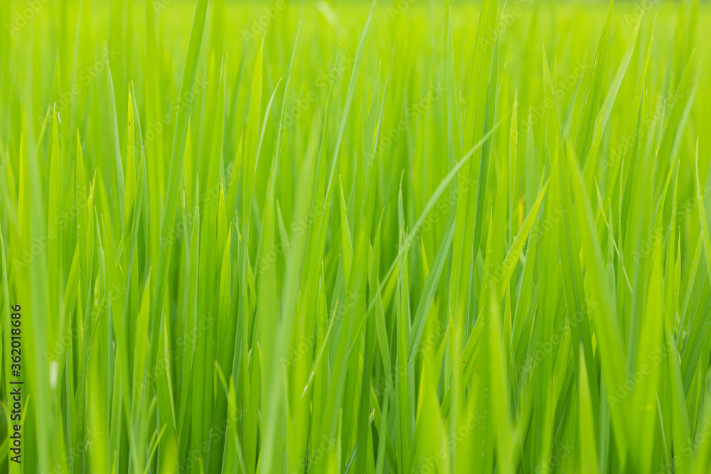 Green leaf rice Green leaf rice