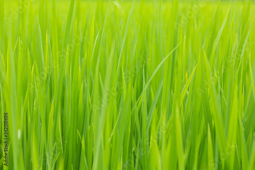 Green leaf rice