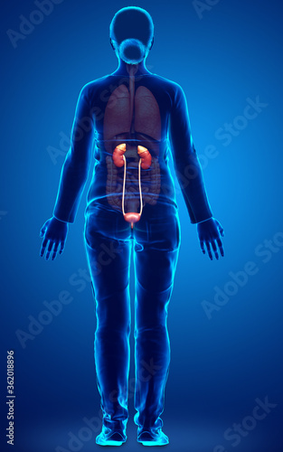 3d rendered  medically accurate illustration of female   kidneys