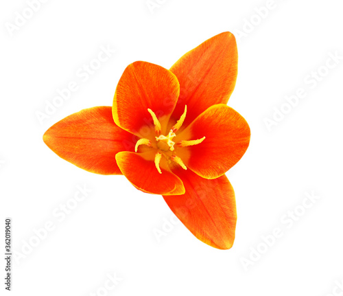 Orange tulips isolated on white background 