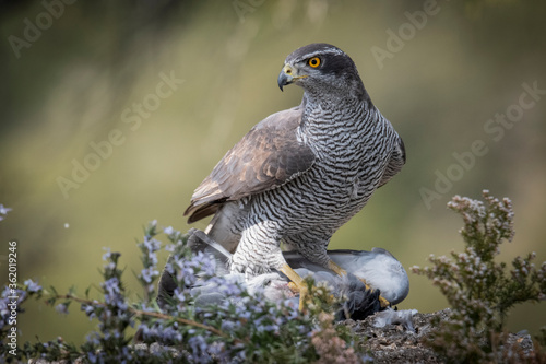 Slika na platnu Azor - goshawk