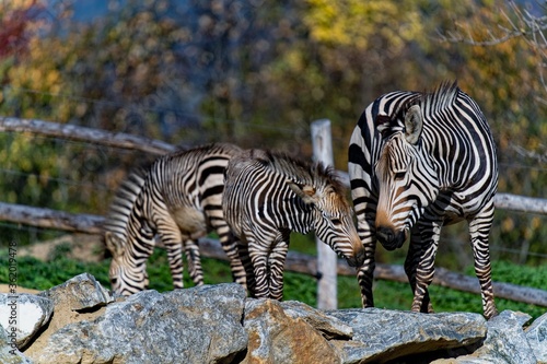 zebra in zoo with cub