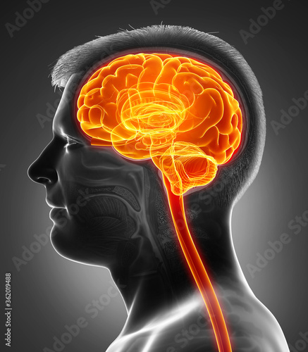 3d rendered, medically accurate illustration of a male highlighted brain /headache photo