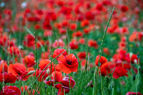 Campo de amapolas